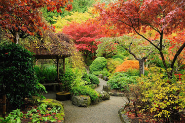 20 GREEN JAPANESE MAPLE Tree Ornamental Acer Palmatum Palmate Maple Yellow Fall Color Red Flower Seeds